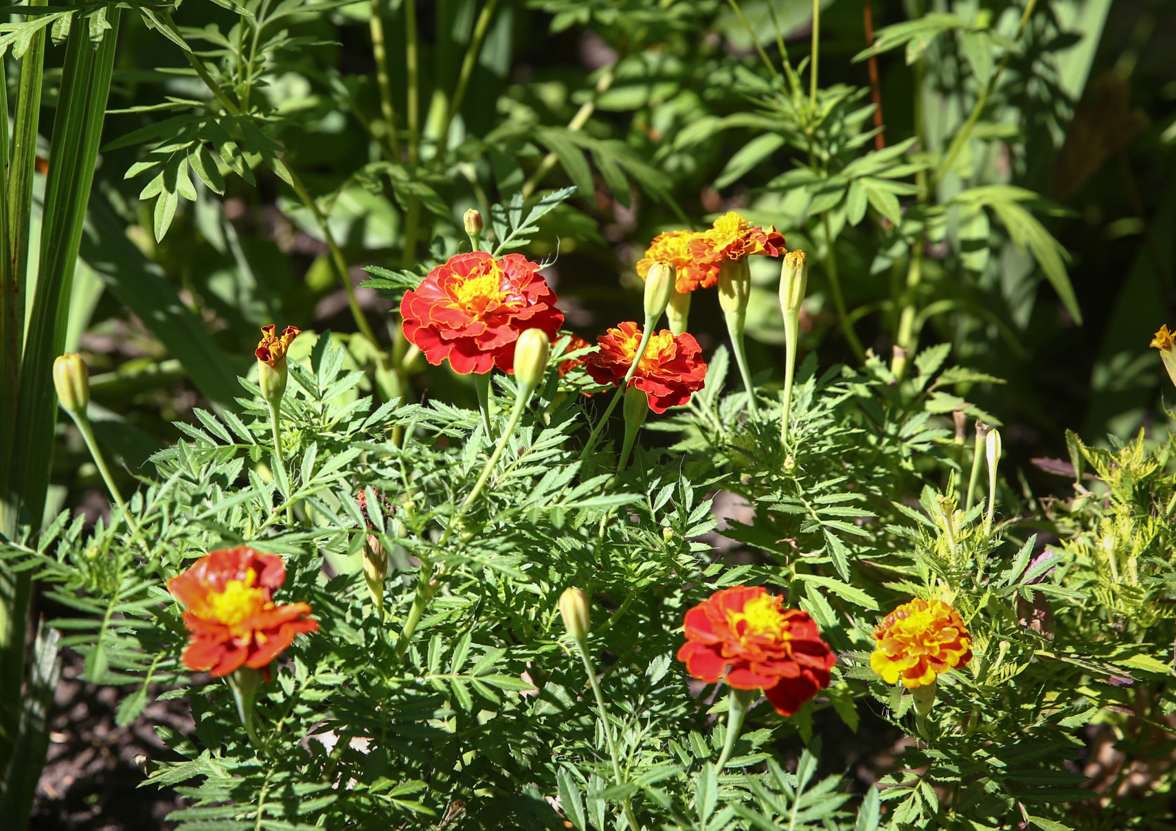 East Park Gardens (11).jpg